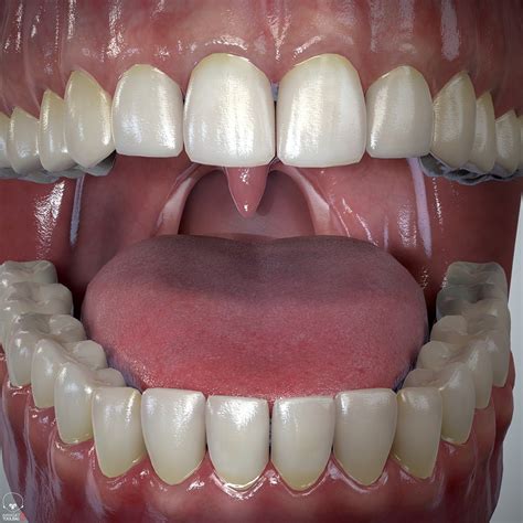 Teeth And Tongue