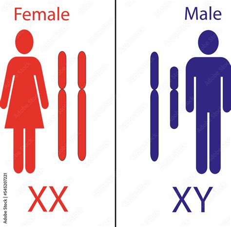 Colored Illustration Of Human Sex Chromosomes Xy Sex Determination System X And Y Chromosomes