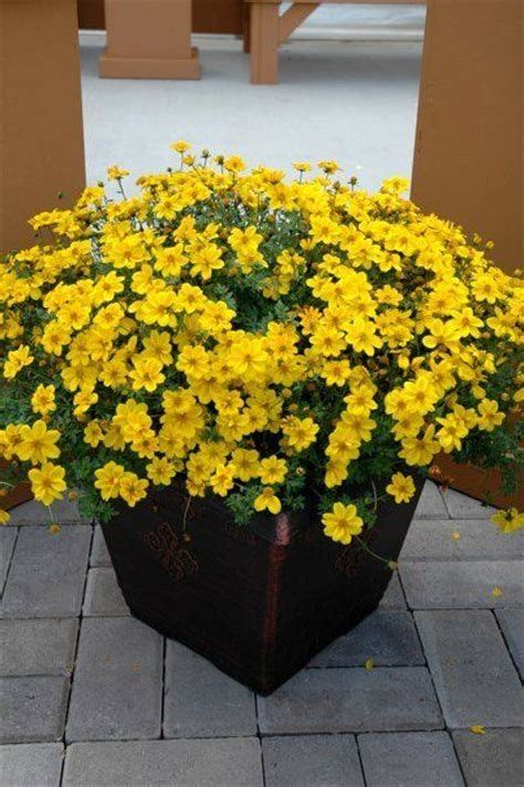 Check spelling or type a new query. container plants for full sun - Yahoo Image Search Results ...
