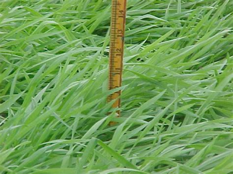 View menus for allen park restaurants. Sustainable Crop Rotations with Cover Crops | Ohioline