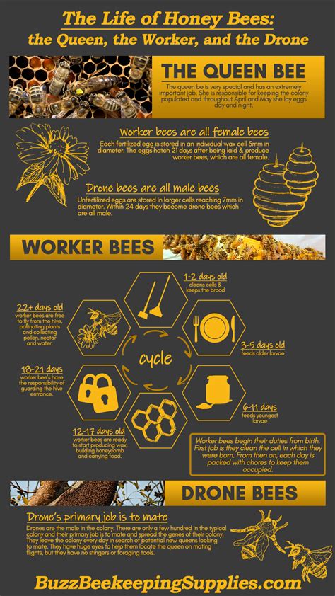 The Life Of Honey Bees The Queen The Worker And The Drone Bee Keeping Honey Bee Facts