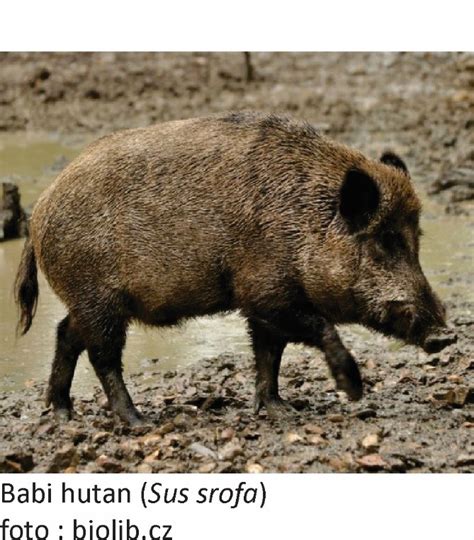 Babi Hutan Biodiversity