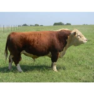 Our shorty bull adventure started in 2011, with our first 3 shorty's, they did well in the showring, we championed blackhawk and he. P & D Ranch Fillmore YC2 "Shorty"""