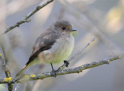 Mystery bird: African dusky flycatcher, Muscicapa adusta | @GrrlScientist | Punctuated ...