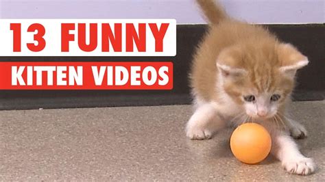 Incredible Compilation Of Over Adorable Kitten Pictures Bursting With Stunning Full K Quality