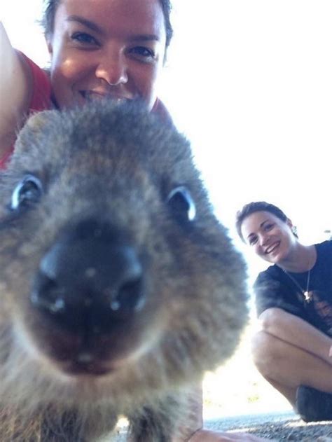 Read selfie from the story jjp memes by aussiepikachufelix (felix is bin's hoe) with 953 reads. Selfies With Quokkas Is The New Hotness In Australia ...