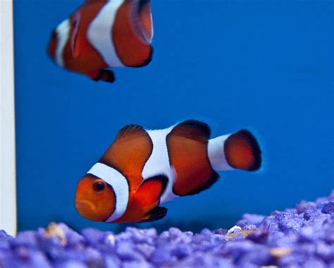 Learn what they look like in their prime and don't buy any with dead segments attached to them. Pet Saltwater Fish Species | ... Clownfish (Tank Raised ...