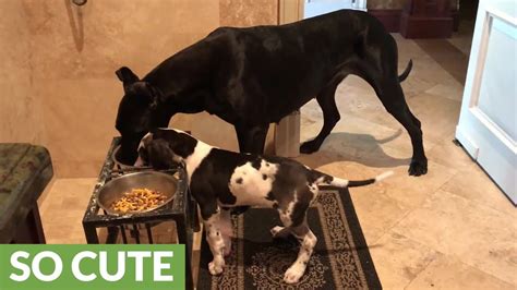 The recommended protein content for great dane puppies is no more than 26% crude protein. Great Dane & puppy eat from same dinner bowl - YouTube