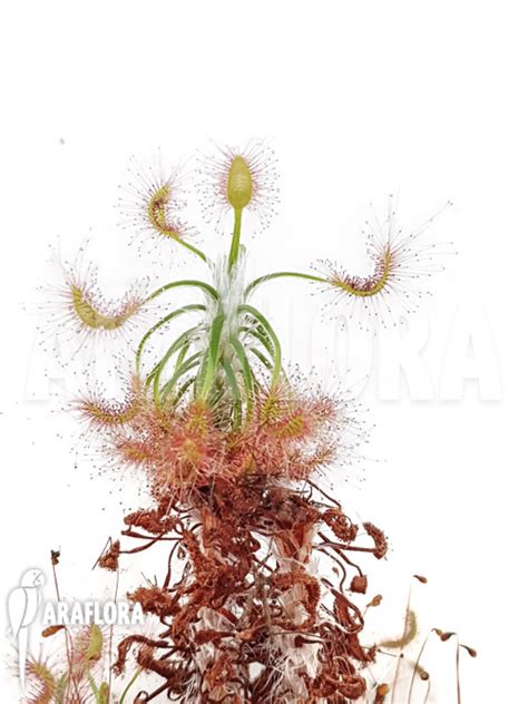 Araflora Exotic Flora And More Rossolis Drosera Scorpioides