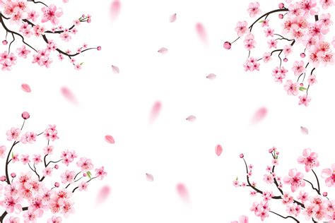 Cherry Blossom With Pink Sakura Flower Png Pink Sakura Leaf Falling