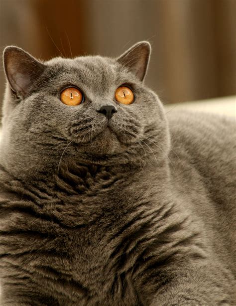 Jump to navigation jump to search. British Shorthair Free Stock Photo - Public Domain Pictures