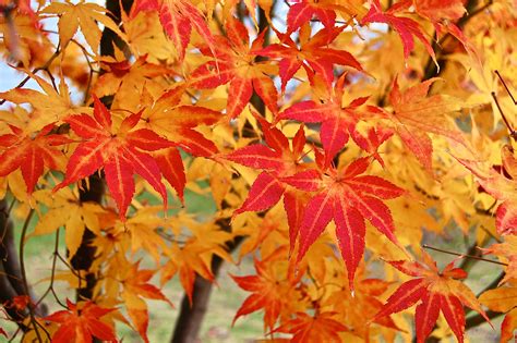 Japanese Maple Leaves | Average Us
