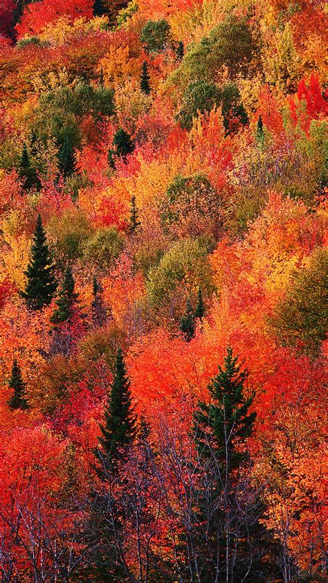Rusty Red Forest Fall Android Wallpaper Free Download