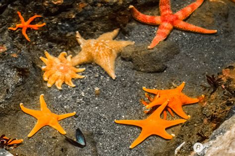 Star Fish Seattle Aquarium Brett Lewis Flickr