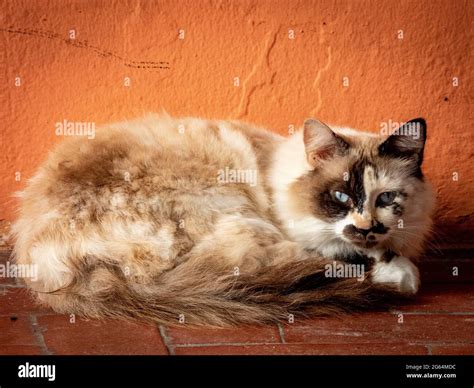 Agouti Fur Colour Cat Stock Photo Alamy