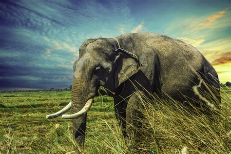 Thailand Elephant 5k Hd Animals 4k Wallpapers Images Backgrounds