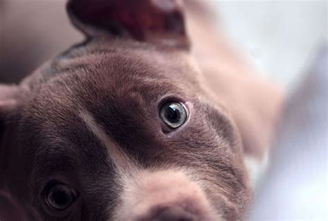 What Color Are Pitbulls Eyes