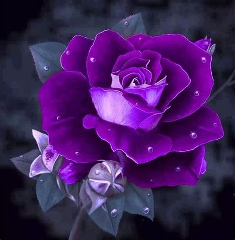 pretty purple flores exóticas flores bonitas rosas bonitas