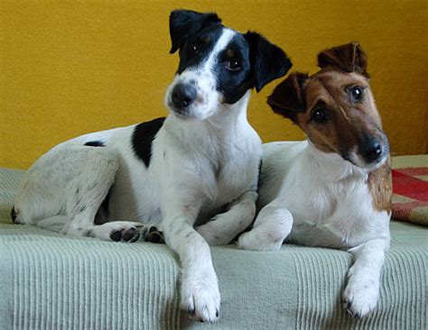 The rat terrier is an american breed descended from the terriers brought over by english miners and other working class immigrants. Chilean Fox Terrier Info, Temperament, Puppies, Pictures