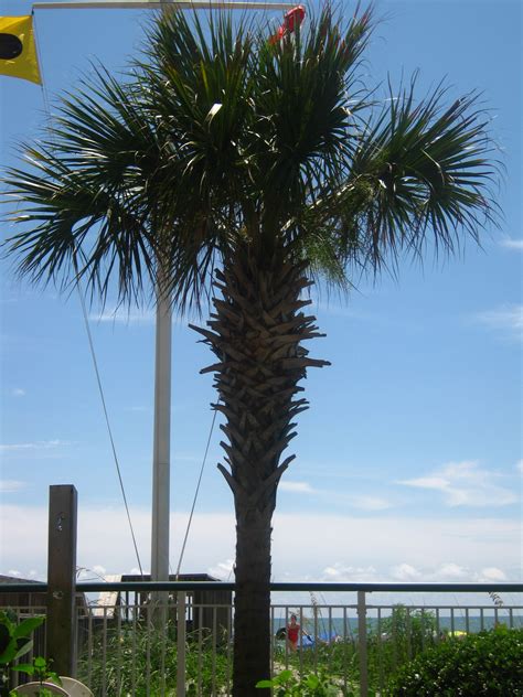 Palm Tree In Myrtle Beach Myrtle Beach South Carolina