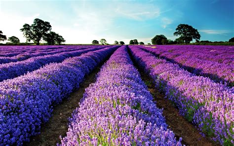 Lavender Field Purple Flowers Flowers Landscape