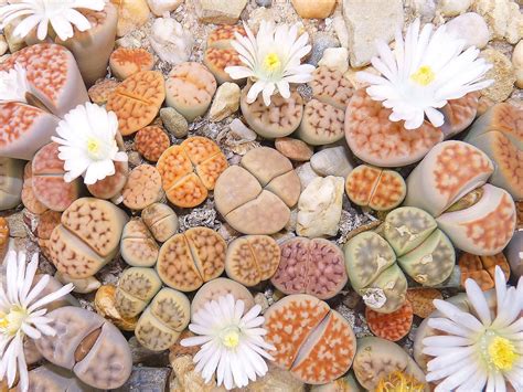 How To Grow And Care For Lithops World Of Succulents