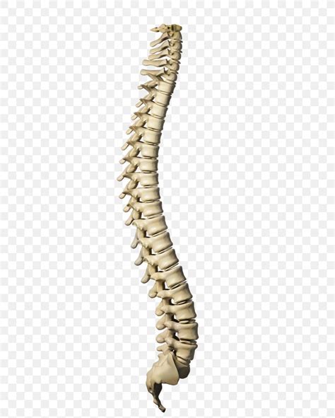 Vertebral Column Human Skeleton Stock Photography Human Body