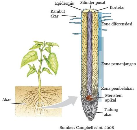 Jaringan Tumbuhan Akar Batang Dan Daun Rumah Soal