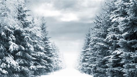 Winter Trees Wallpaper 55 Images