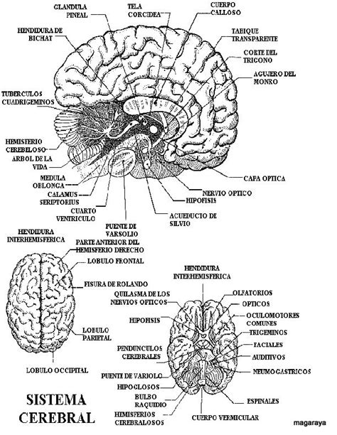 為孩子們的著色頁 Sistema Cerebral Cerebro Con Nombres Para Colorear