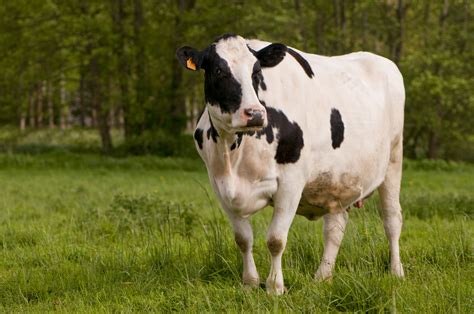 Bayer Réunit Des Experts Au Sommet International De La Vache Laitière