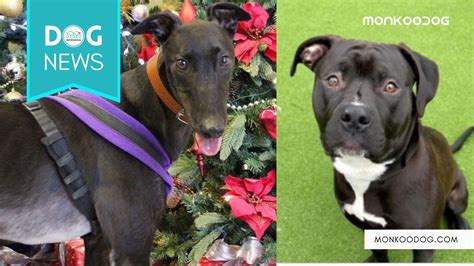 Animal Shelter Dogs Asked For A Forever Home From Santa Monkoodog