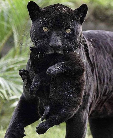 17 Ideas Baby Black Panther Cubs Animals