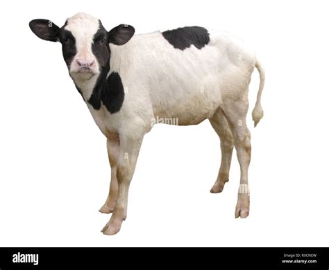 Farm Animals Calf Cow Isolated On White Background Stock Photo Alamy