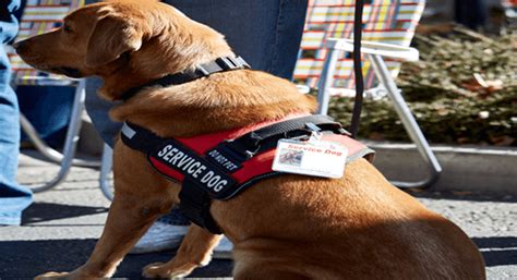 The emotional support animal concept has become quite popular in the country and rightly so. United Support Animals