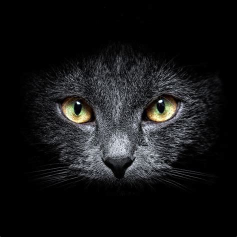 Minimalism, digital art, simple background, cats, eyes. 1080X1080 Cat / Black Cat Cake Video Tutorial With Pumpkin ...