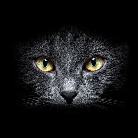 If there is no picture in this collection that you like, also look at other collections of backgrounds on our site. Black Cat Forum Avatar | Profile Photo - ID: 123600 ...