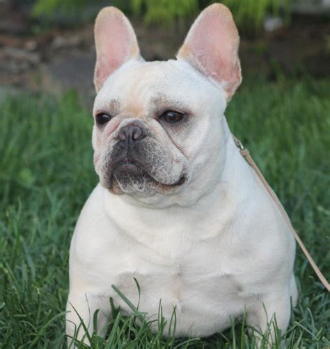 Pedigree french bulldogs le meilleur, are based on the mid north coast of nsw. Dolce French Bulldogs | Ask Frankie Breeder Directory