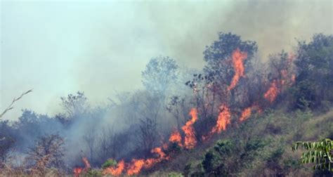 Terbaru 33 Gambar Kebakaran Hutan Di Indonesia