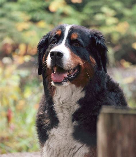 Common bernese mountain dog food allergies. What Is the Origin of the Bernese Mountain Dog - Bernese ...