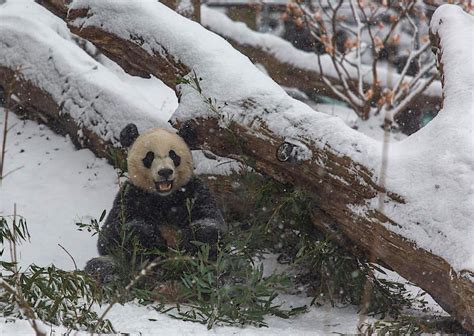Adorable Pandas Playing In The Snow