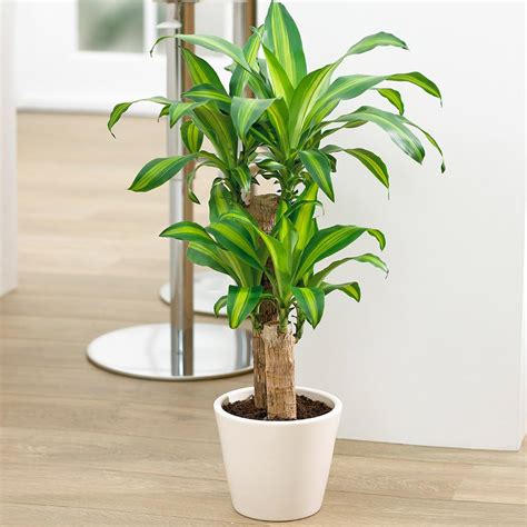 Jan 26, 2021 · the corn plant (dracaena fragrans) is an oldie but goodie in the houseplant industry.europeans. Dracaena' Corn Plants for Sale- FastGrowingTrees.com