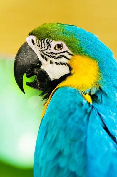 Exotic Colorful African Macaw Parrot — Stock Photo © Annaom 9789967