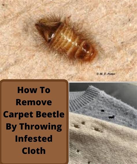How To Remove Carpet Beetle By Throwing Infested Cloth | Removing
