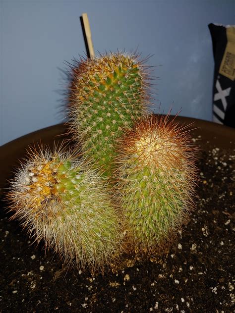 A cactus (cactaceae spp.) is similar to a house cat. is my cactus dying?? : cactus