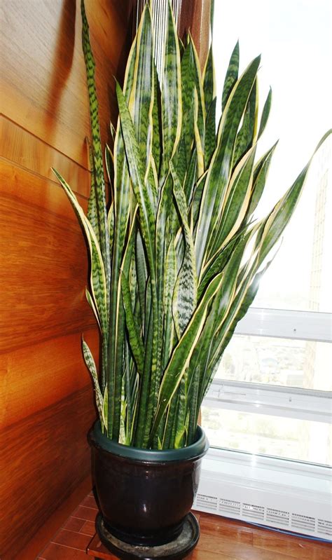 After this, you will need to soak either the leaves or stem in a container with quarter water and then place the. Snake Plants: Plant Care and Collection of Varieties ...
