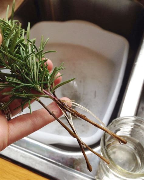How To Propagate Rosemary In Water Mother Rising Propagate Rosemary