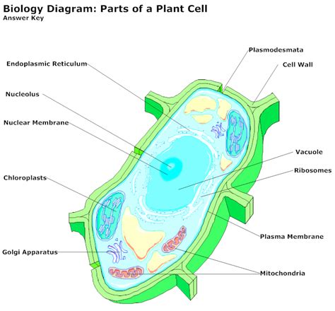 Plant cell diagram with parts. Plant Cell Diagram | Cell diagram, Plant cell diagram ...