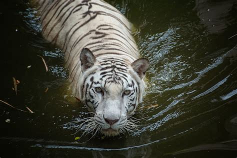 Premium Photo White Tiger Swimming