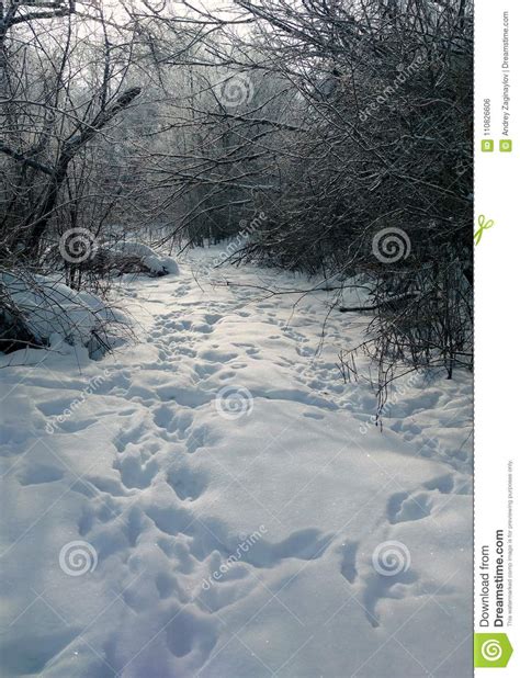Trails Of Animals On The Edge Of An Oak Forest Stock Photo Image Of